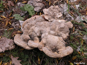 <i>Trametes gibbosa</i> (Pers.) Fr., 1838 © Y. Sellier