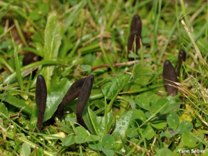 <i>Geoglossum fallax</i> E.J.Durand, 1908 © Y. Sellier