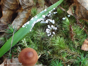<i>Diderma spumarioides</i> (Fr.) Fr., 1829 © A.M. Rantet-Poux