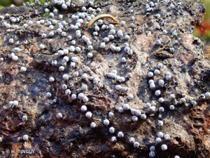 <i>Didymium melanospermum</i> (Pers.) T.Macbr., 1899 © H. TINGUY