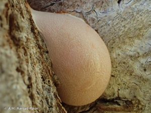 <i>Lycogala flavofuscum</i> (Ehrenb.) Rostaf., 1874 © A.M. Rantet-Poux