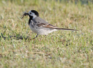 <i>Motacilla alba</i> Linnaeus, 1758 © J.P. Siblet