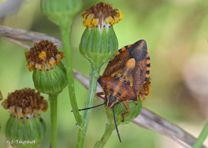 <i>Carpocoris purpureipennis</i> (De Geer, 1773) © J. Touroult