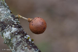 <i>Andricus kollari</i> (Hartig, 1843) © P. Gourdain