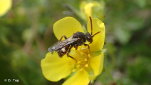 <i>Nomada flavoguttata</i> (Kirby, 1802) © D. Top