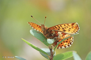 <i>Boloria aquilonaris</i> (Stichel, 1908) © S. Wroza