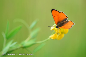 <i>Lycaena dispar</i> (Haworth, 1802) © E. SANSAULT - ANEPE Caudalis