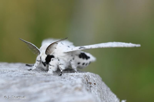 <i>Cerura erminea</i> (Esper, 1783) © J. Touroult
