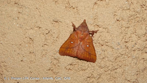 <i>Odonestis pruni</i> (Linnaeus, 1758) © J. Piolain LPR Corse - MNHN, CdC, OFB