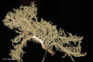 <i>Usnea ceratina</i> Ach., 1810 © R. Poncet