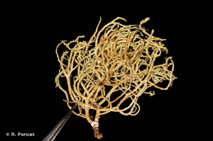 <i>Usnea flammea</i> Stirt., 1881 © R. Poncet