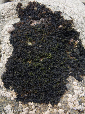 <i>Lichina pygmaea</i> (Lightf.) C.Agardh, 1817 © M. La Rivière