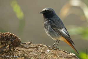 <i>Phoenicurus ochruros</i> (S. G. Gmelin, 1774) © Cyril Lecoanet