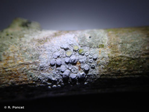 <i>Lecanora carpinea</i> (L.) Vain., 1888 © R. Poncet
