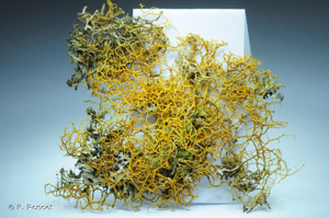 <i>Teloschistes flavicans</i> (Sw.) Norman, 1852 © R. Poncet