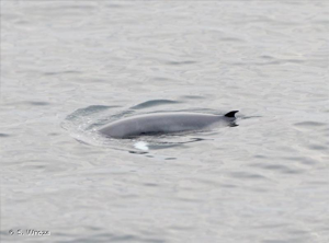 <i>Balaenoptera acutorostrata</i> Lacépède, 1804 © S. Wroza
