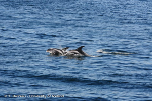 <i>Lagenorhynchus albirostris</i> (Gray, 1846) © T. Barreau - University of Iceland