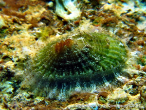 <i>Diodora graeca</i> (Linnaeus, 1758) © doris.ffessm.fr © Dominique Horst