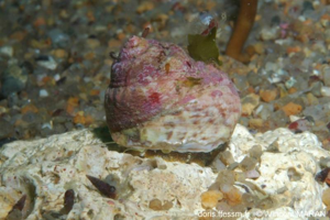 <i>Gibbula magus</i> (Linnaeus, 1758) © doris.ffessm.fr © Vincent MARAN