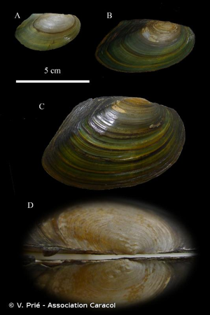<i>Pseudanodonta complanata</i> (Rossmässler, 1835) © V. Prié - Association Caracol