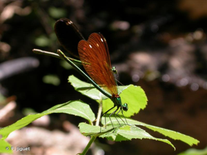 <i>Calopteryx virgo meridionalis</i> Selys, 1873 © F. Jiguet