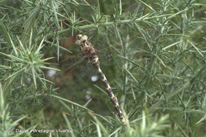 <i>Boyeria irene</i> (Boyer de Fonscolombe, 1838) © J. David - Bretagne Vivante