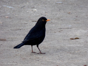 <i>Turdus merula</i> Linnaeus, 1758 © O. Roquinarc'h