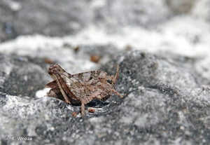 <i>Tetrix bipunctata</i> (Linnaeus, 1758) © S. Wroza
