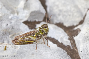 <i>Myrmeleotettix maculatus maculatus</i> (Thunberg, 1815) © S. Richaud