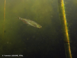 <i>Leucaspius delineatus</i> (Heckel, 1843) © Yannick LEDORÉ, FFAL