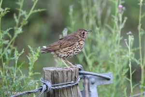 <i>Turdus philomelos</i> C. L. Brehm, 1831 © F. Jiguet