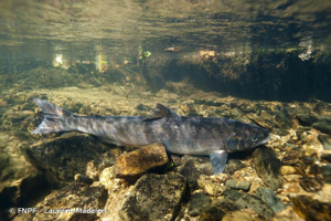 <i>Salmo salar</i> Linnaeus, 1758 © FNPF - Laurent Madelon