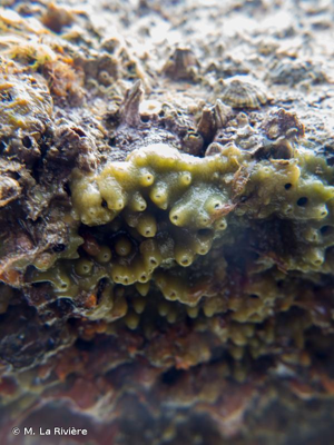 <i>Halichondria panicea</i> (Pallas, 1766) © M. La Rivière