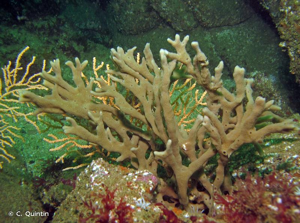 <i>Haliclona simulans</i> (Johnston, 1842) © C. Quintin
