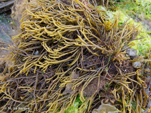 <i>Bifurcaria bifurcata</i> R.Ross, 1958 © M. La Rivière