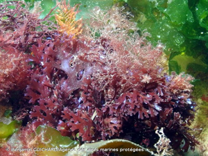 <i>Chondrus crispus</i> Stackh., 1797 © Benjamin GUICHARD/Agence des aires marines protégées