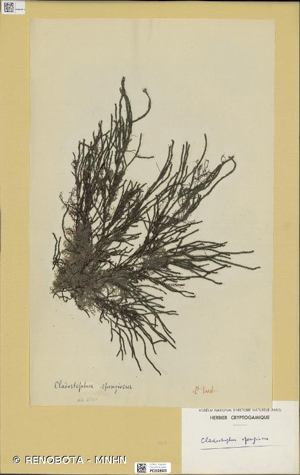 <i>Cladostephus spongiosus</i> (Hudson) C. Agardh, 1817 © RENOBOTA - MNHN