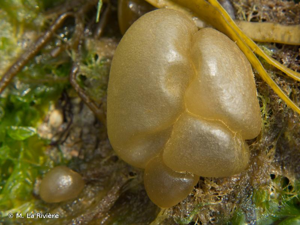 <i>Colpomenia peregrina</i> Sauv., 1927 © M. La Rivière