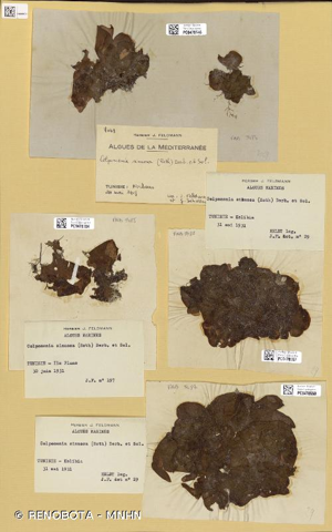 <i>Colpomenia sinuosa</i> (Mertens ex Roth) Derbès & Solier, 1851 © RENOBOTA - MNHN