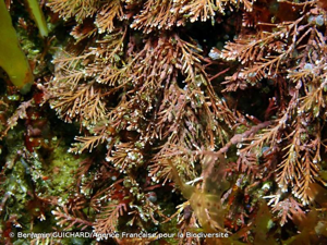 <i>Corallina officinalis</i> L., 1758 © Benjamin GUICHARD/Agence Française pour la Biodiversité