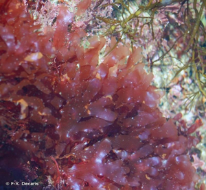 <i>Cryptopleura ramosa</i> (Hudson) L.Newton, 1931 © F-X. Decaris