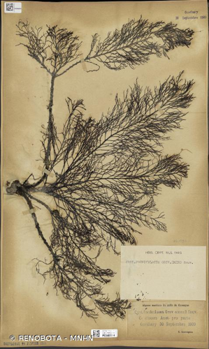<i>Cystoseira foeniculacea</i> (L.) Grev., 1830 © RENOBOTA - MNHN