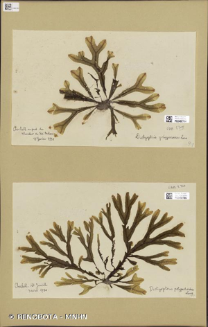 <i>Dictyopteris polypodioides</i> (DC.) J.V.Lamour., 1809 © RENOBOTA - MNHN