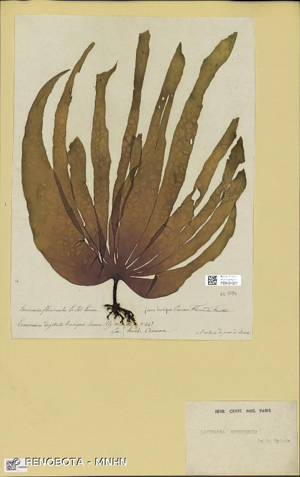<i>Laminaria ochroleuca</i> Bachelot de la Pylaie, 1824 © RENOBOTA - MNHN