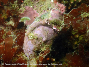 <i>Lithophyllum incrustans</i> Philippi, 1837 © Benjamin GUICHARD/Agence Française pour la Biodiversité