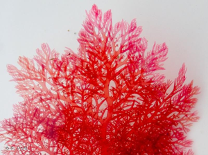 <i>Plocamium cartilagineum</i> (L.) P.S.Dixon, 1967 © P. Noël