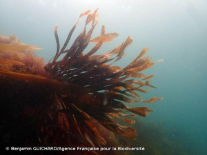 <i>Saccorhiza polyschides</i> (Lightf.) Batters, 1902 © Benjamin GUICHARD/Agence Française pour la Biodiversité