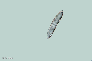 <i>Hantzschia amphioxys</i> (Ehrenberg) Grunow, 1880 © D. Milan