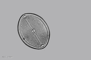<i>Cocconeis pediculus</i> Ehrenberg, 1838 © D. Milan