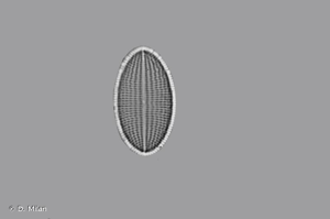 <i>Cocconeis placentula </i>var.<i> euglypta</i> (Ehrenberg) Grunow, 1884 © D. Milan
